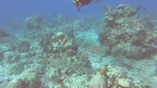 لحظه شوکه شدن چند غواص پس از شنیدن صدای ترسناک سونار یک زیردریایی