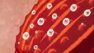 تبدیل صحرا به جنگل با الهام از یک سوسک