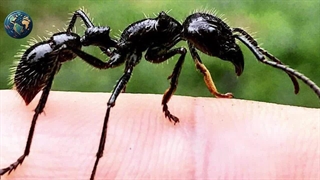 خطرناک ترین حشره های جهان