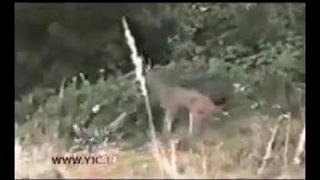 حمله گوزن به شکارچی
