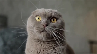 سرپرستی حیوان خانگی - بررسی شرایط نگهداری حیوانات خانگی