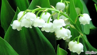 سمی ترین گل های دنیا