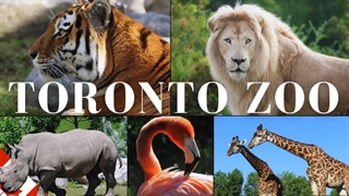 حیوانات باغ وحش تورنتو