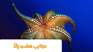 هشت پا چیه؟ عجایب هشت پا / عجیب ترین حیوان دریایی