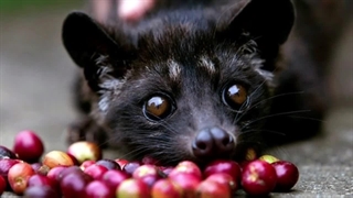 گرون ترین قهوه | راز هایی که درباره گرونترین قهوه دنیا نمی دانید !؟