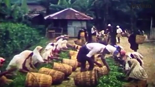 چطور گیاه چای به ایران آمد؟ داستان قاچاق چای به ایران