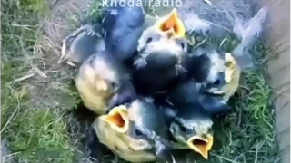 ۵۵ روز فیلمبرداری مداوم از یک پرنده (از تخمگذاری و مراقبت تا تولد جوجه ها)