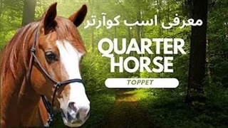 معرفی اسب کوآرتر