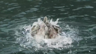 Prince Takes Knight Megaforce Full Episode S20 E09 Power Rangers Official
