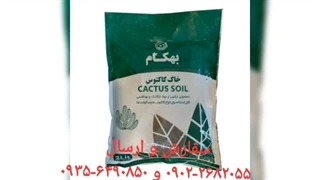 نمایندگی فروش خرید ارسال پخش قیمت عرضه عمده خاک گل آپارتمان بهکام به کام بنفشه آفریقایی بونسای بنسای کوکوپیت زاموفیلیا در فومن