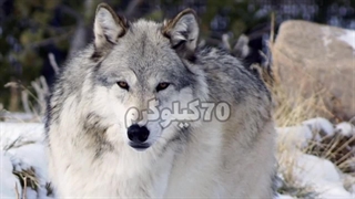 بزرگترین گرگ جهان : غول پیکر ترین گرگ جهان،یک شکارچی باشکوه