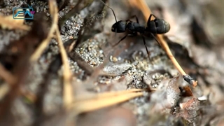 اگه علت آمدن مورچه ها در خانه رو بشنوین، حتما تعجب میکنین!