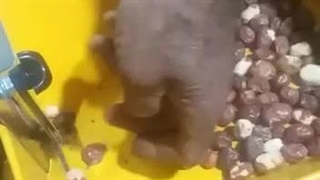 دستگاه آسیاب عطاری 2 اسب بخار 09138900047