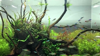 سبحان الله - اسرار مرموز و شگفت انگیز که خداوند (ج) به حیوانات داده است