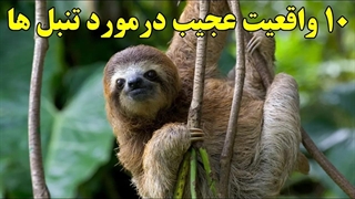 ۱۰ واقعیت عجیب درمورد تنبل ها