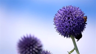 مستند زیبا و آرامش بخش از طبیعت و گل ها