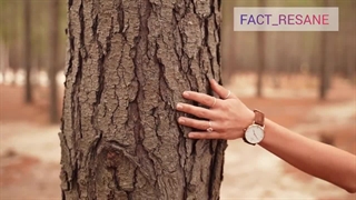 درخت مانچینیل خطرناک ترین درخت دنیاست که تک تک اجزای این درخت سمی و خطرناکه