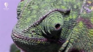 ❌حقایق عجیب ترین چشم هایی که تا حالا دیدید❌