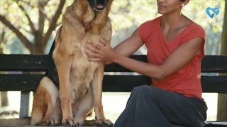 انواع سگ ژرمن شپرد شولاین و ورک و تفاوت های اون ها