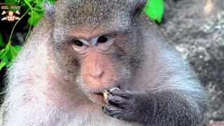 صحنه های زیبا از میمون ها | میمون ویروسی