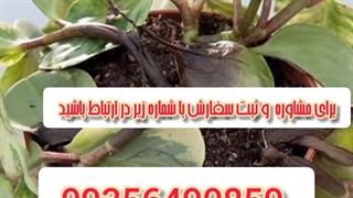 خرید قیمت انواع بهترین قوی سم قارچ کش مخصوص حشرات کرم خر خاکی حشره کش هزارپا از بین برنده آفات گیاهان آپارتمانی باغچه در اشتهارد