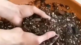 معرفی انواع خاک مناسب مرغوب ترکیب گل و گیاه گلدان گیاهان آپارتمانی