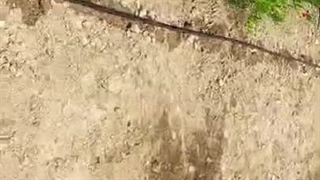 Cultivation of syphilis with type tape کشت سیفیجات با نوار تیپ