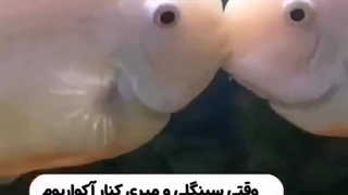 تا حالا به ماهیا حسادت کردی!