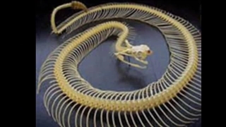 مارهای خطرناک:حقایق عجیب مارها از خطرناکترین مار جهان تا مارهای پرنده