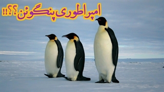 امپراتوری که غذاشو از زیر یخ پیدا میکنه!!