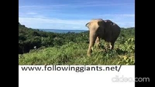 best Elephant Sanctuary