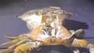 لحظه پوست اندازی خرچنگ