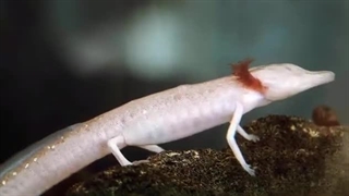 روزهای بی‌غذا: حیواناتی که در طول دوره‌های طولانی بدون غذا و آب زنده می‌مانند