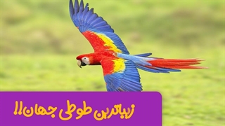 زیباترین طوطی جهان ، طوطی ماکائو