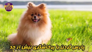 کوچکترین سگ های جهان: سگ هایی کوچک به اندازه فنجون چای