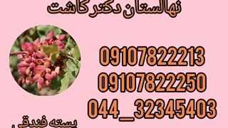 فروش عمده نهال پسته فندقی