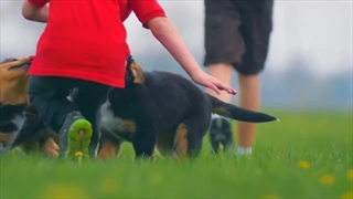 سگ نر بگیرم یا سگ ماده؟ ❌ نگهبانی سگ نر بهتره یا سگ ماده؟