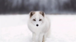 روباه مگه تو قطبم وجود داره؟ روباه قطبی زیباترین روباه جهان