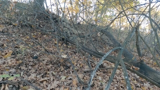 Building a large dugout during