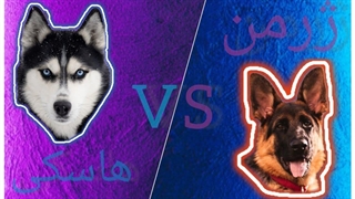 مقایسه کامل سگ هاسکی و ژرمن