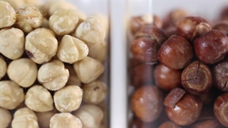 فندق با پوست و مغز فندق منوچهری