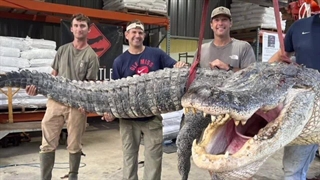 سخت ترین شغل های جهان: دندانپزشک تمساح،عجیب ترین شغل های جهان