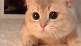 کیوت ⁦(♡ω♡ ) ~♪⁩⁦(♡ω♡ ) ~♪⁩