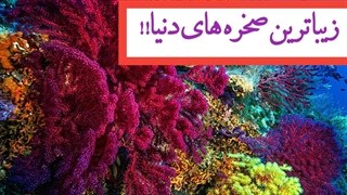 زیباترین صخره های مرجانی 