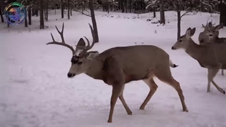 بیماری های بسیار وحشتناک در دنیای حیوانات