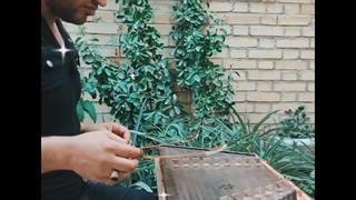 سنتور نوازی بلالیم