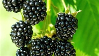 خواص شگفت انگیز توت در تابستان