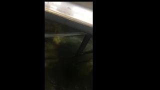 دیگ پخت شیر