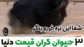 ۳حیوان گران قیمت دنیا