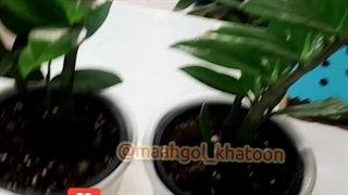 خرید فروش روش دلیل راه های رشد فصل دو برابر کردن شرایط تعبیر خواب سم کود خاک مکمل مناسب پاجوش زدن گل گیاه یوکا قاشقی فردوس